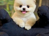 2 aylık erkek teacup pomeranian yavru