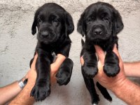 Tarım ve orman bakanlığı onaylı çiftlikten labrador