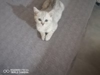 İki yavru 3 aylık british shorthair