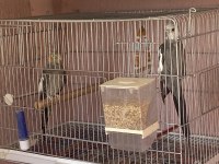 2 Çift Hazır Takım Ve Tek Erkek Sultan Papağanı