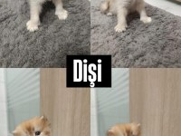 Golden British Longhair Yavrularımız