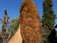 WC EĞİTİMLİ TOY POODLE YAVRUMUZ YENİ YUVASINA HAZIR