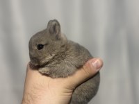 Veteriner Hekimden Hollanda lop mini lop ve cüce tavsan