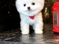 KAR BEYAZ POMERANİAN BOO YAVRUSU