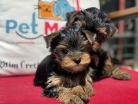 Petmode köpek çiftliğinden tea cup yorkshire terrier