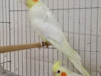 Yavru Sultan Papağanları 2 Buçuk Aylık