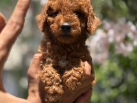 ORJİNAL SEVİMLİ TOY POODLE YAVRUM
