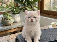 British Shorthair Kedisi