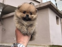 Üst kalite ayı surat pomeranian bebekler
