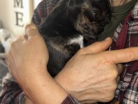 11 aylık dişi chihuahua