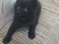 British shorthair en uygunu