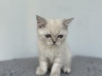 Kedilerimi acil sahiplendirmem gerekiyor