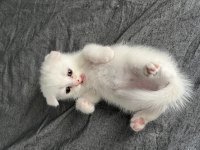 British Shorthair Yavru Kediler