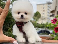 GÜLER YÜZLÜ ARANILAN POMERANIAN YAVRUM