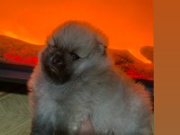 Pomeranian Boo Erkek Teacup Ayıcık