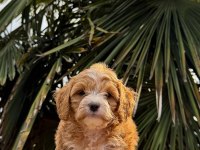 MALTİPOO YAVRUMIZ YENİ YUVASINA HAZIR