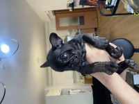 FRENCH BULLDOG TÜM RENKLER