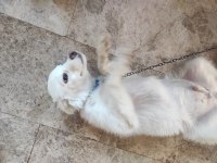 5 aylık beyaz terrier
