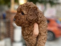 TOY POODLE RED BROWN YAVRUMUZ UYGUN SAHİPLENDİRİLECEKTİR