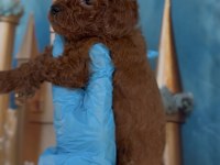Red brown Kore toy poodle