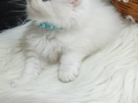 British longhair ve shorthair kedimiz