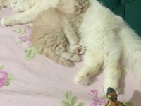 2 aylık scottish fold longhair