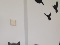 Denizli scottish fold yavrularım