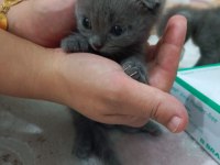 Minik kedilerime yuva arıyorum