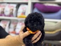 2 aylık siyah erkek maltipoo yavru