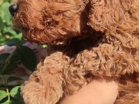 Poodle En Sevilenler Geldi