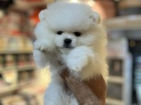 SHOW CALASS MİKROCHİPLİ TEDDY BEAR SURAT POMERANİAN BOO