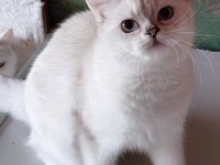 Champyon aileden yetişkin kediler