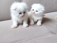 Podyum güzelleri sahnede pamuk kedilerimiz
