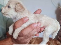 Maltipoo yavrular iki aylık