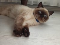 Baba biritish shorthair anne siyam malzeme ile birlikte vece