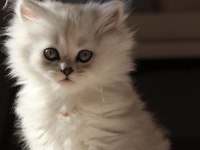 Tatlı british longhair yavruya yuva arıyoruz