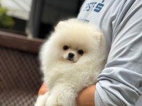 Ayıcık Surat Pomeranian
