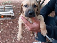 LABRADOR YAVRULARI 1 AYLIK