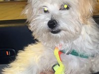 Sanslı maltipoo