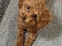 Toy Poodle Köpeği Çıtçıt