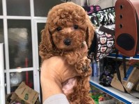 DÜNYA TATLISI POODLE YAVRULARI