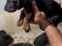 IRK VE SAĞLIK GARANTİ DOBERMAN YAVRULARIMIZ