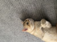 Çok sakin oyuncu british shorthair