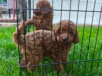 Toy Poodle yavrularımız
