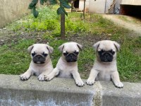 Gül kuyruk pug yavrular her yere gönderilir 