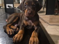Türkiyenin en güvenilir çiftliğinden doberman