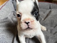 Yeni aileye hazır french bulldog yavrular