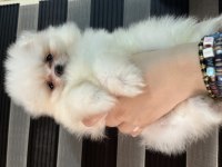 POMERANİAN BİBLO SURATLI BEBEKLER