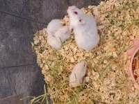 Yavru Hamster