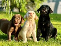 Labrador Retriever Yavruları Muhteşem Formda